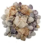 Scoici decorative multicolore pentru diverse aranjamente si decoratiuni handmade - Studiocasa.ro