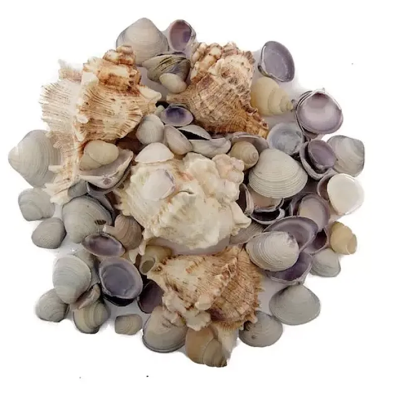 Scoici decorative multicolore pentru diverse aranjamente si decoratiuni handmade - Studiocasa.ro