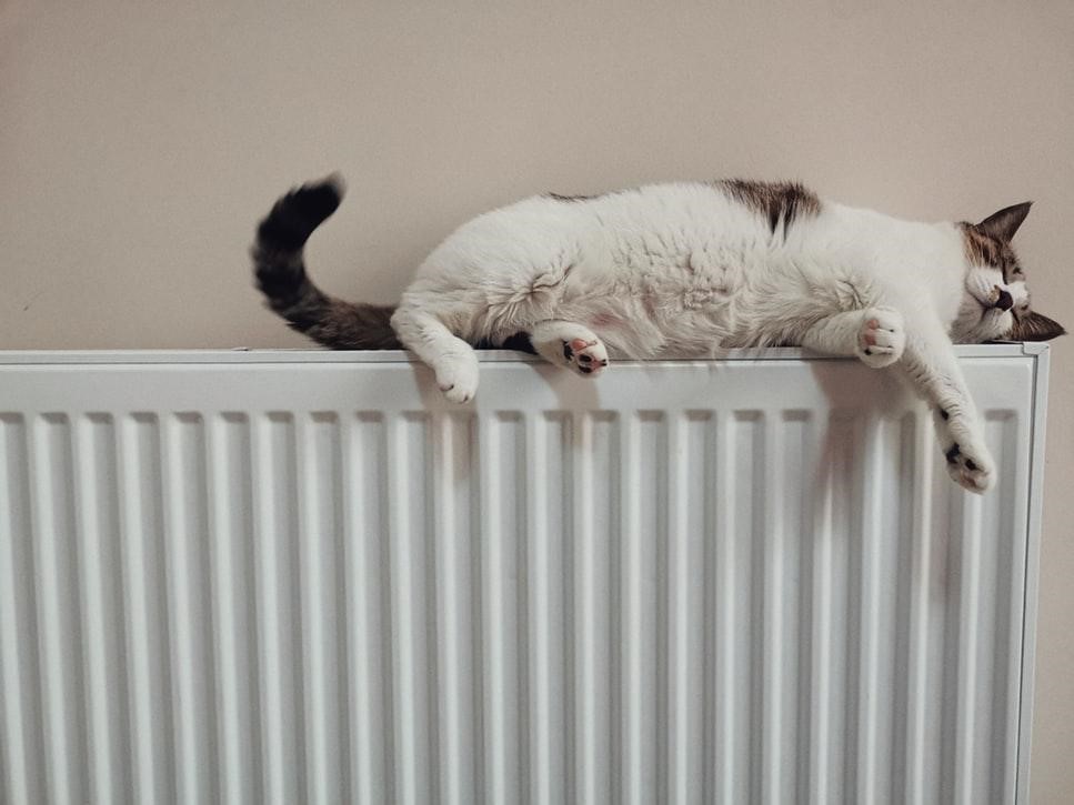 pisica pe calorifer radiator